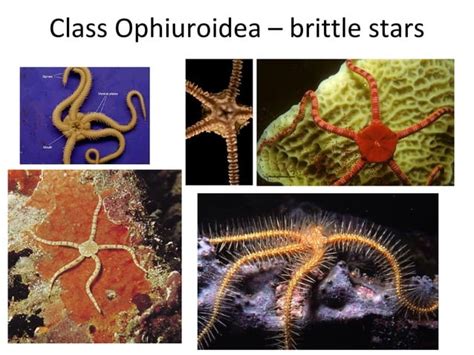 Echinoderm Powerpoint Ppt