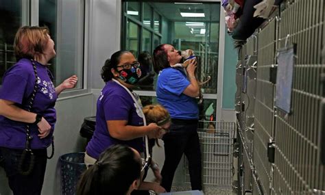 Shelter Takes In 100 Plus Cats And Dogs Displaced By Hurricane Ian