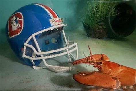 Red Lobster Donates Rare Orange Lobster to Colorado Aquarium