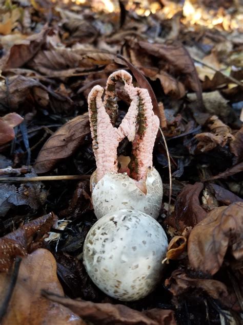 The Bashful Botanist — Some of the wonderful edible mushrooms I picked...