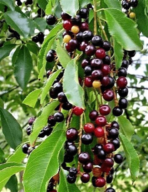 Black Tartarian Cherry Tree Seedling for Planting - Walmart.com