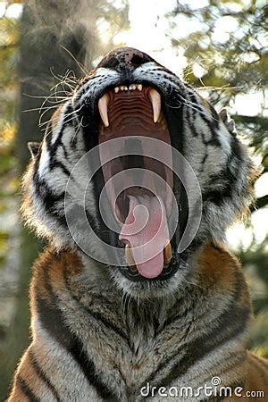 Tiger roar Images - Search Images on Everypixel