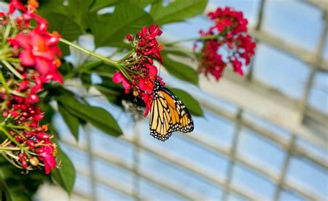 Butterfly at Phipps conservatory Pittsburgh | Phipps conservatory ...