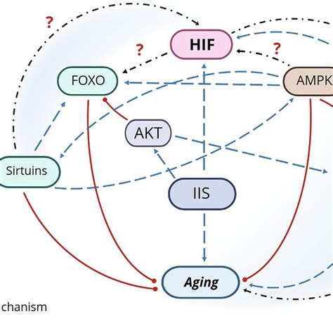 Relationship Between HIF And Molecular Mechanisms Regulating Aging