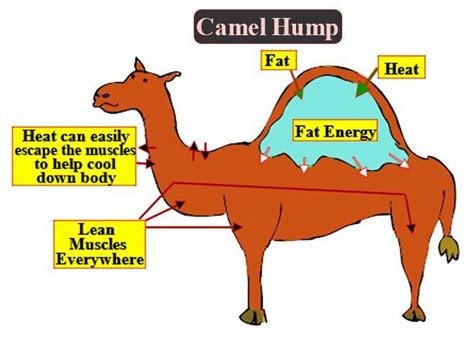 Camel Hump Stores Water Or Fat / Camel humps actually contain large fat ...