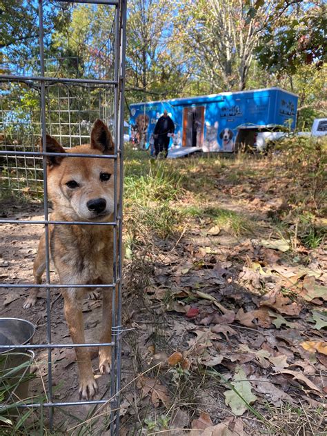 43 Starving Dogs Rescued From Missouri Breeder By Humane Society