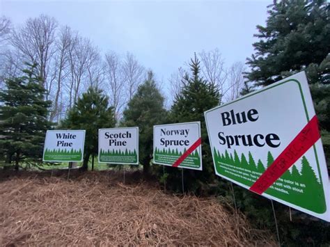 Where to cut your own Christmas tree in Northeast Ohio 2024 list