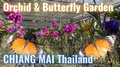 Bai Orchid Butterfly Farm In Chiang Mai Thailand Youtube