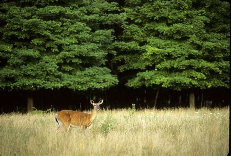 3.5 Habitat-deer with browse line – Wildlife Leadership Academy