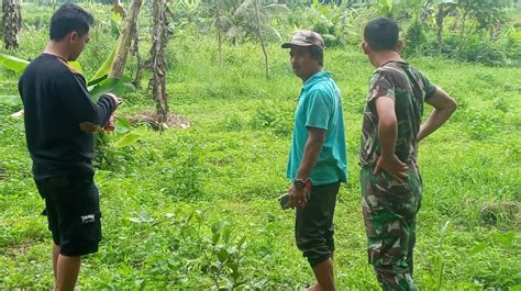 Produksi Padi Menurun Petani Saguling Ciamis Menanam Kacang Dan Jeruk