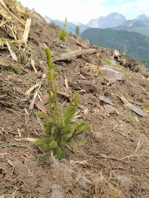 Nuove Piante Nei Boschi Colpiti Da Vaia E Dal Bostrico Contributi Per