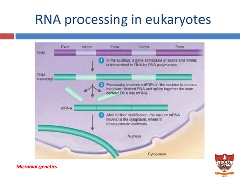 Microbial Genetics Ppt