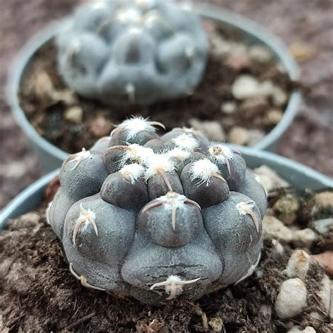 Gymnocalycium Prochazkianum Giromagi Cactus And Succulents