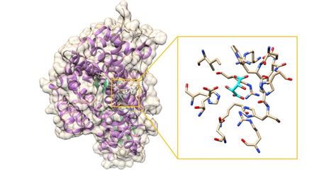 Improved itaconic acid production by using synthetic biology - Renewable Carbon News