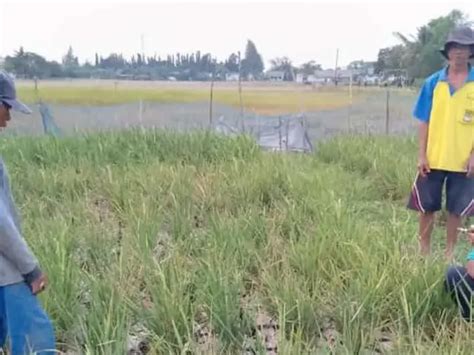 Ratusan Hektare Sawah Di Jateng Alami Puso Akibat Kekeringan