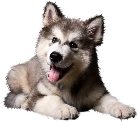 Husky Png Transparent Images