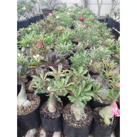 Jual Baca Deskripsi Adenium Bunga Tumpuk Hasil Grafting Siap