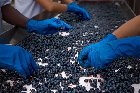 Bolgheri Toskana Italien Verarbeitung Der Weinberge Stockfoto