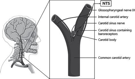 (9) Sinusul carotidian si corpul carotidian. Fibrele nervoase aferente ...