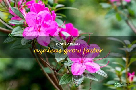 5 Tips For Accelerating Azalea Growth Shuncy