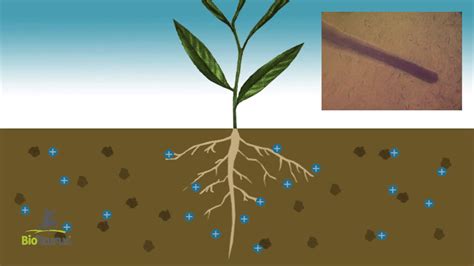 Allgemeinfilm Biotaurus Informationen - YouTube