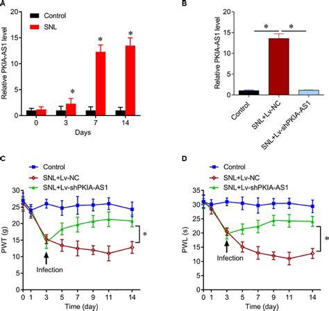 Frontiers Silencing Of Lncrna Pkia As Attenuates Spinal Nerve