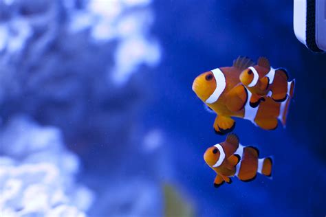 Clownfish Has Real-Life 'Finding Nemo' Moment in Viral Video - Newsweek