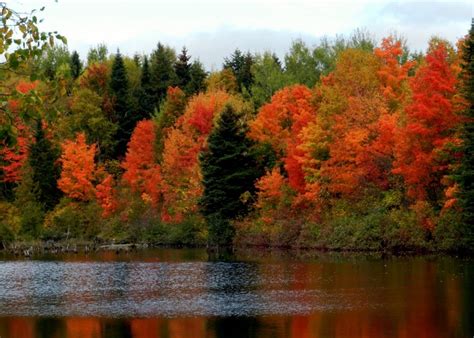 Landscape Forest Lake Nature Reflection Pond Tree Autumn Leaf Flower Plant Season