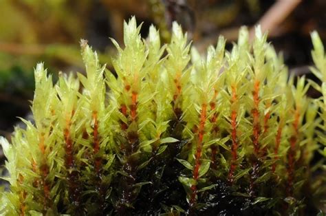 Long Leaved Thread Moss Bryophyta Mosses Of Vancouver Island