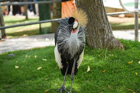 All About Okhla Bird Sanctuary - Nature, Animals, Rivers