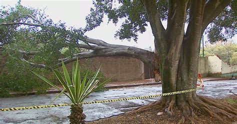 G1 Chuva Derruba Pelo Menos 6 árvores E Causa Transtornos Em São