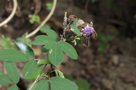 Desmodium Heterocarpon L Dc Dinesh Valke Flickr