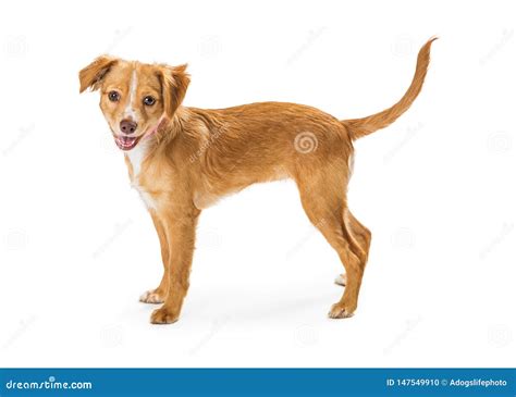 Cute Friendly Smiling Brown Small Dog Standing Stock Photo Image Of