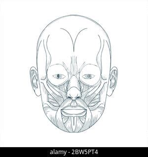 Hand Drawn Skull Sketch Anatomical Skulls In Different Angles Gothic