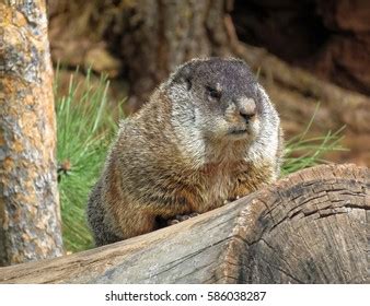 Woodchuck Teeth: Over 261 Royalty-Free Licensable Stock Photos | Shutterstock