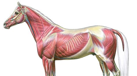 Horse Muscles Diagram