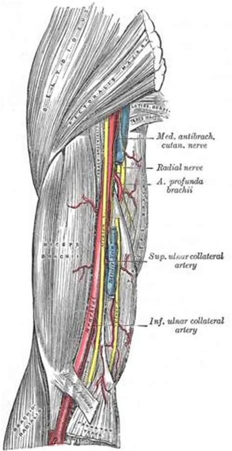 Pictures Of Brachial Artery