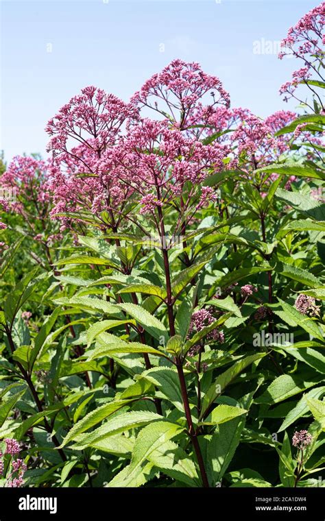 Eutrochium Purpureum Purple Joe Pye Weed Or Trumpet Weed UK Stock