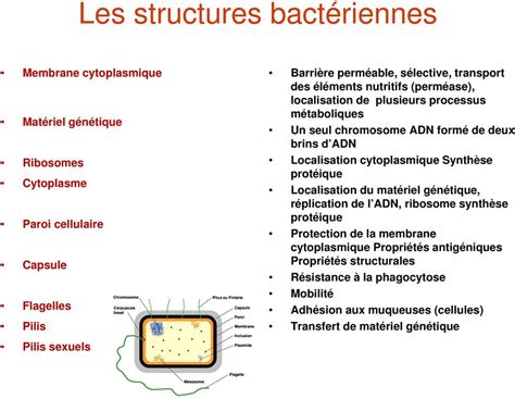 Le Monde Microbien Partie 1 Microbes Et Microbiologie