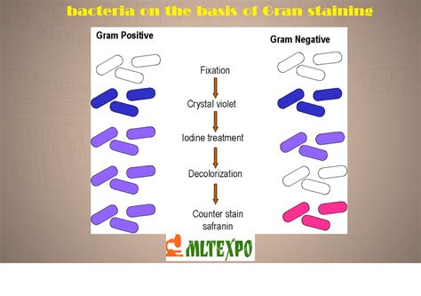 Gram Stain Bacteria Chart