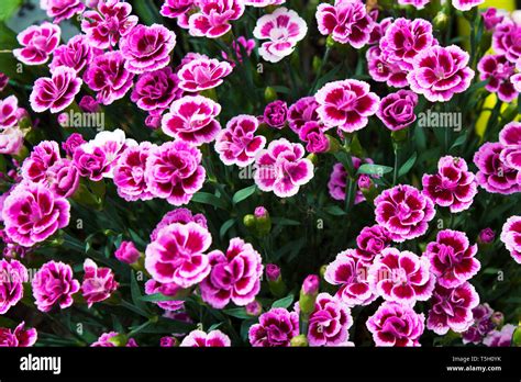 Carnations Hi Res Stock Photography And Images Alamy