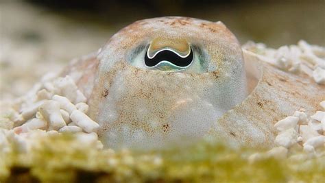 Here are two cuttlefish, one in the background with its arms in the