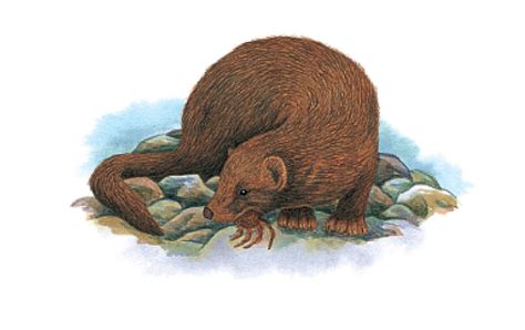 Sea Mink | Extinct Animals