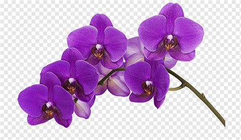 Orchids Color Flower Phalaenopsis Violacea Purple Flower Purple Blue