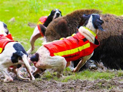 Construire Un Chenil Pour Mes Chiens Comment Avec Quoi Pourquoi