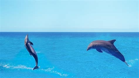 Premium Photo | Dolphins jumping in the ocean with the sea in the ...