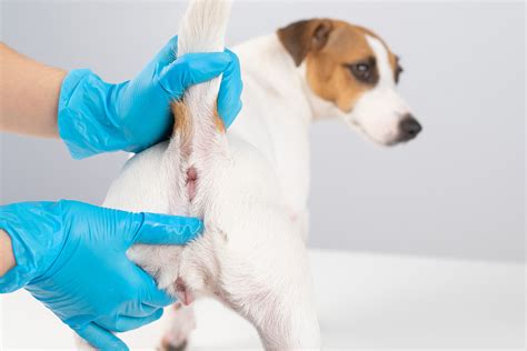 how to squeeze dogs annal glands