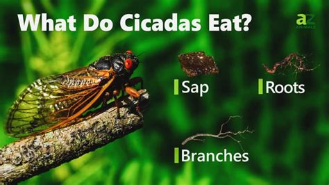 What Do Cicadas Eat? - IMP WORLD