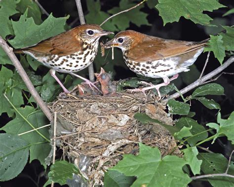 Wood Thrush: Melodious Songbird with Conservation Concerns