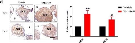 Osteocalcin Antibody 190125 MAB1419 Novus Biologicals